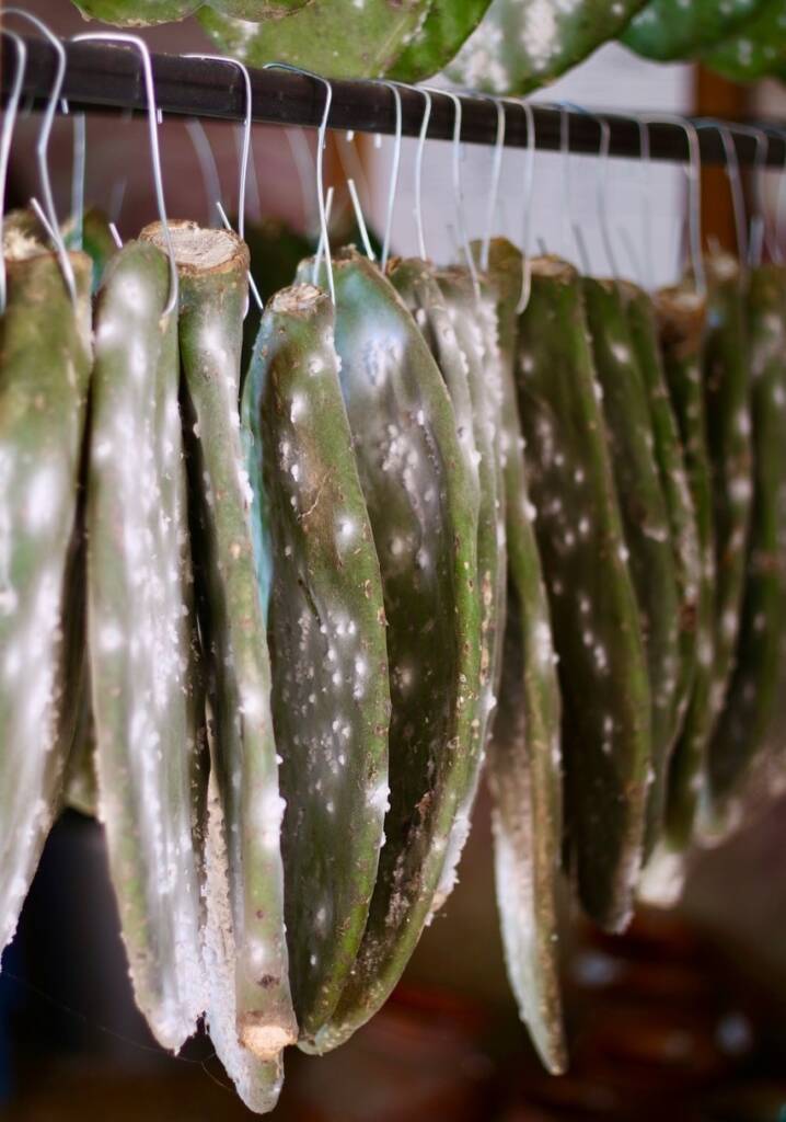 Arquetopia Natural Pigments Residency 1aaaj